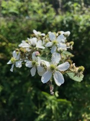 numerous white wild flowers on branch forming a zig-zag pattern 