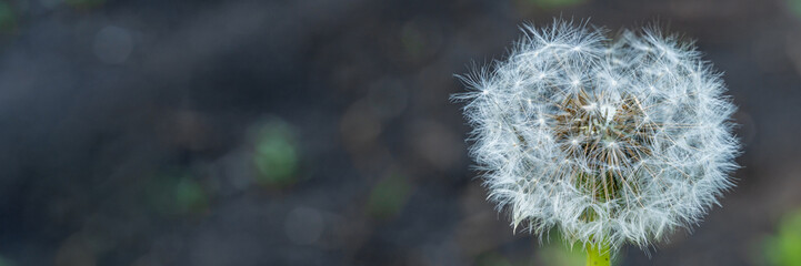 Dandelion flower with seeds ball close up. Wide banner