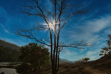 Fototapeta na wymiar A landscape of a tree against a blue sky
