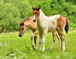 Obraz na płótnie Canvas Two cute and awesome little foals of Icelandic horses, a skewbald and a duncolored one, are playing and grooming together and practice social learning, interaction and behavior in a herd