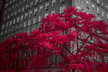 red tree