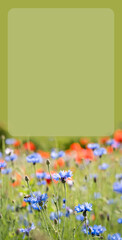 Beautiful field with poppies, centaurea and phacelia flowers. Card background.