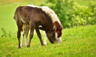 Two cute and awesome little foals of Icelandic horses, a black and a skewbald one, are playing and grooming together and practice social learning, interaction and behavior in a herd