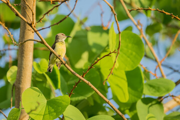 Purple rumped Sunbird (Leptocoma zeylonica) perched on a tree with bright green leaves.