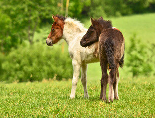 Two cute and awesome little foals of Icelandic horses, a black and a skewbald one, are playing and...
