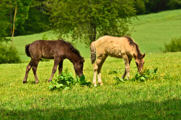 Naklejka na ściany i meble Two cute and awesome little foals of Icelandic horses, a black and a dun coloured one, are playing and grooming together and practice social learning, interaction and behavior in a herd