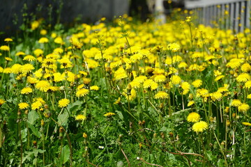 a meadow of dandelions in full blossom 