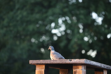 palombe ou pigeon ramier sur le toit