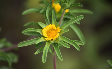 preciosa flor en el campo