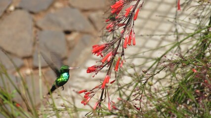 Hummingbird approaching a flower