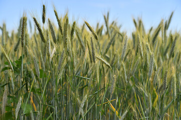 some beautiful spikes in the field