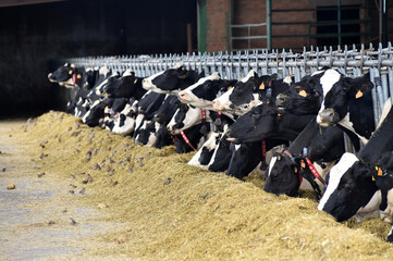 unas vacas en una ganaderia