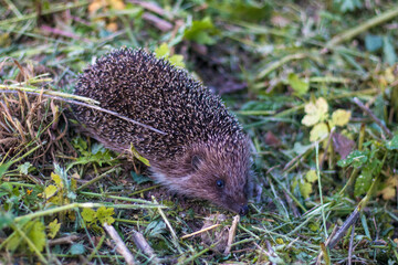 Photo of a hedgehog in the green grass. Summer.