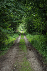 Gravel road in a beautiful wood.