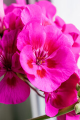 Fototapeta na wymiar Bright pink geranium flowers close-up.Selective focus with shallow depth of field.