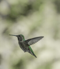 Anna's Hummingbird 3960