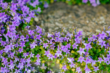 Shot of purple tinkerbell flowers with a rather strong bokeh and one bumblebee inside one of them
