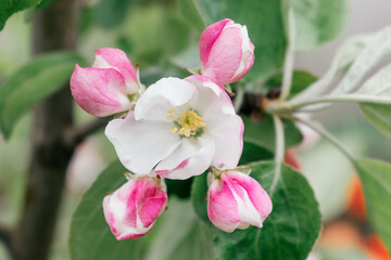 Fototapeta na wymiar Pink and white apple tree flowers close up.Spring concept.Selective focus with shallow depth of field.