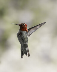 Anna's Hummingbird 6217