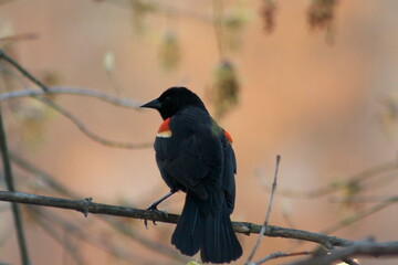 red winged blackbird