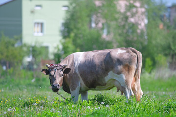 One cow grazing