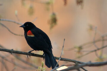 blackbird on a branch