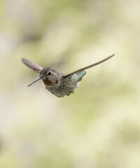 Anna's Hummingbird 7897