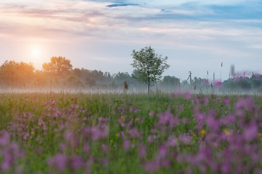 sunrise on a field © Perytskyy