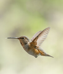 Fototapeta na wymiar Rufous Hummingbird 9650