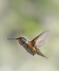 Fototapeta na wymiar Rufous Hummingbird 9662