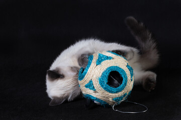 The kitten plays with a large rope ball with holes.