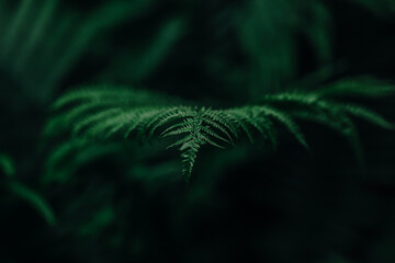 
green dark deep maro fern