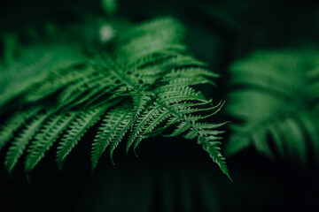 
green dark deep maro fern