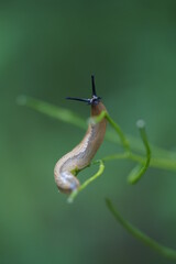 Ekelige Nacktschnecke Pflanze Fühler Regen