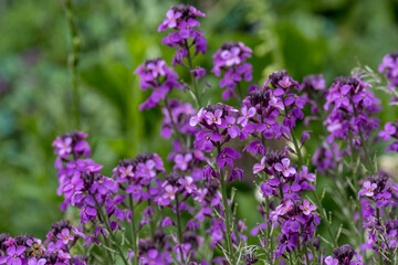 Goldlack 'Bowles Mauve