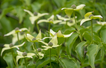 Asiatischer Blüten-Hartriegel (Cornus kousa)