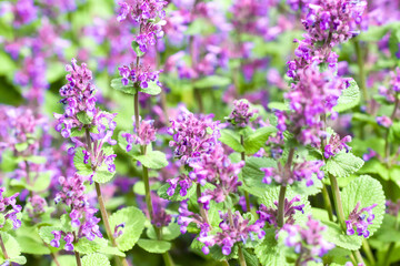 Beautiful nature wallpaper, field of violet flowers in blossom 	