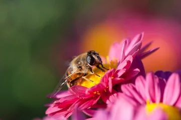 Fotobehang Shaggy hoverfly at flowering pink chrysanthemum. Flowers and insect close-up. Chrysanthemum hortorum at sunny autumn day. Copy space on beautiful blurred background. © vitaliiaberestok