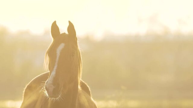 Brown horse grazing in Szentendre, Hungary.
