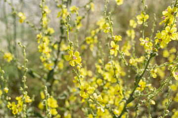 Spring field of yellow flowers. Beautiful natural background.