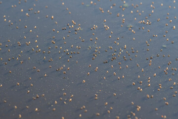 Shore flies, dipterans of the Brachydeutera genus, in a pond.