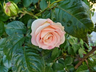 delicate bud of blossoming roses of Cesar variety