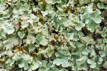 A full-frame macro image of light-green lichen, suitable as a floral nature background graphic resource.