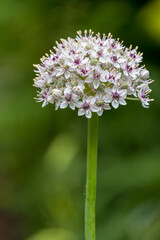 Zierlauch (Allium)