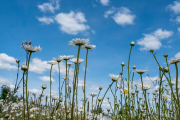Blumenwiese mit Margeriten (Leucanthemum)