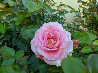 delicate bud of blossoming roses of Cesar variety