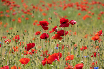 Obraz premium Klatschmohnfeld (Papaver rhoeas)
