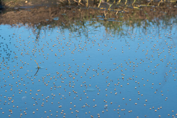 Shore flies, dipterans of the Brachydeutera genus, in a pond.