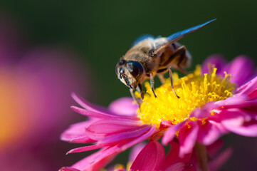 Shaggy hoverfly at flowering pink chrysanthemum. Flowers and insect close-up. Chrysanthemum hortorum at sunny autumn day. Copy space on beautiful blurred background.