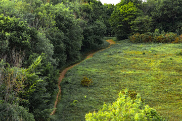 path in the forest high angle view